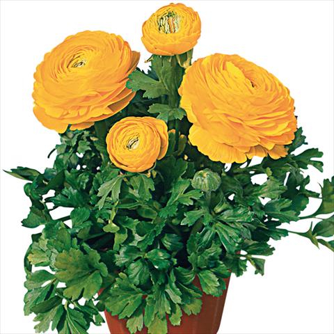 Foto de variedad de flores para ser usadas como: Flor cortada Ranunculus asiaticus Pratolino® Giallo