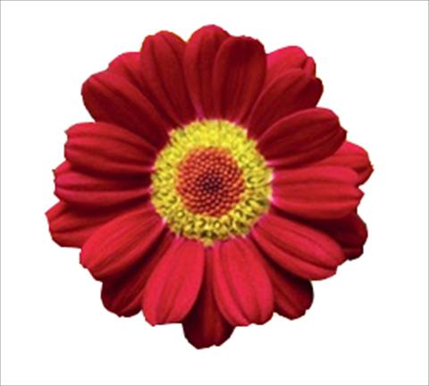 Foto de variedad de flores para ser usadas como: Maceta y planta de temporada Argyranthemum frutescens Molimba® L Red