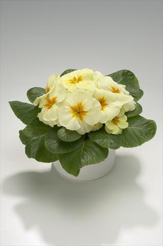 Foto de variedad de flores para ser usadas como: Tarrina de colgar / Maceta Primula acaulis, veris, vulgaris Mega Cream