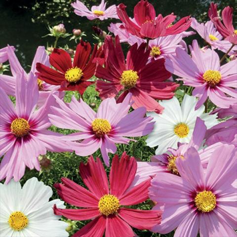 Foto de variedad de flores para ser usadas como: Maceta o Tarrina de colgar Cosmos bipinnatus Casanova Mix
