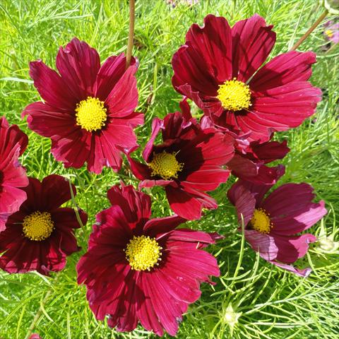 Foto de variedad de flores para ser usadas como: Maceta o Tarrina de colgar Cosmos bipinnatus Casanova Red