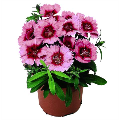 Foto de variedad de flores para ser usadas como: Maceta y planta de temporada Dianthus chinensis F1 Diana Crimson Picotee