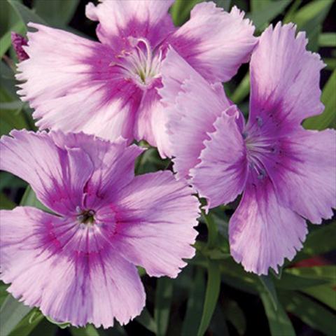 Foto de variedad de flores para ser usadas como: Maceta y planta de temporada Dianthus chinensis F1 Diana Lavender Picotee