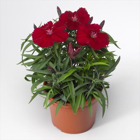 Foto de variedad de flores para ser usadas como: Maceta y planta de temporada Dianthus chinensis F1 Venti Parfait Crimson