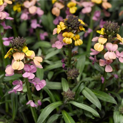 Foto de variedad de flores para ser usadas como: Maceta o Tarrina de colgar Erysimum linifolium Super Bowl Sunset