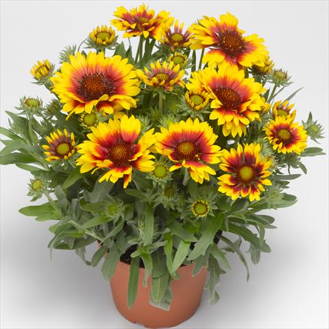 Foto de variedad de flores para ser usadas como: Maceta o Tarrina de colgar Gaillardia aristata Sunrita™