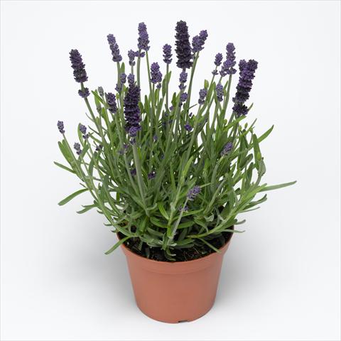 Foto de variedad de flores para ser usadas como: Maceta o Tarrina de colgar Lavandula angustifolia Aromatico™ Blue Improved