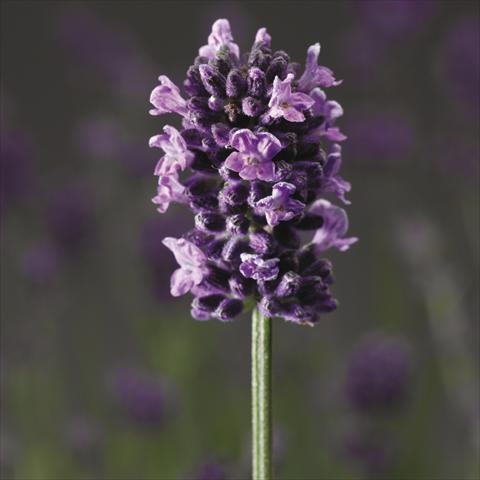 Foto de variedad de flores para ser usadas como: Maceta o Tarrina de colgar Lavandula angustifolia Blue Scent®