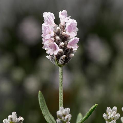 Foto de variedad de flores para ser usadas como: Maceta o Tarrina de colgar Lavandula angustifolia White Scent® Early