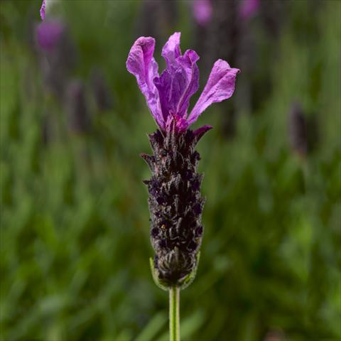 Foto de variedad de flores para ser usadas como: Maceta o Tarrina de colgar Lavandula stoechas Javelin™ Forte Deep Purple