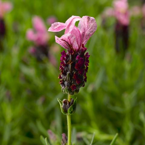 Foto de variedad de flores para ser usadas como: Maceta o Tarrina de colgar Lavandula stoechas Javelin™ Forte Deep Rose