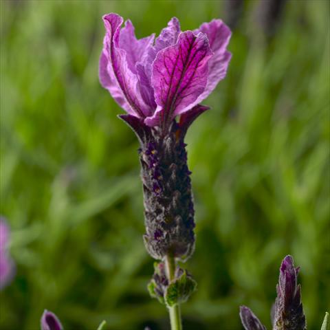 Foto de variedad de flores para ser usadas como: Maceta o Tarrina de colgar Lavandula stoechas Javelin™ Forte Forte Purple