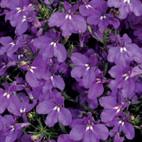 Foto de variedad de flores para ser usadas como: Maceta o Tarrina de colgar Lobelia erinus Laguna® Trailing Violet Imp