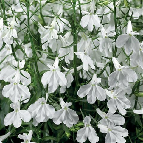 Foto de variedad de flores para ser usadas como: Maceta o Tarrina de colgar Lobelia erinus Techno Up White