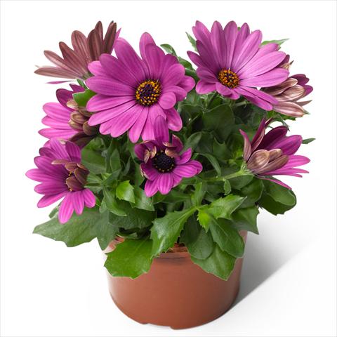 Foto de variedad de flores para ser usadas como: Maceta o Tarrina de colgar Osteospermum ecklonis Scirocco Lavender