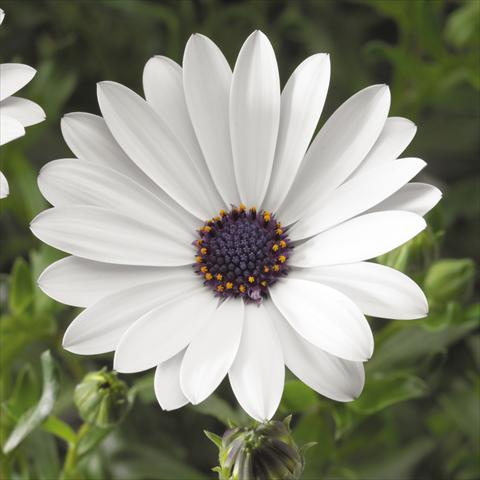 Foto de variedad de flores para ser usadas como: Maceta o Tarrina de colgar Osteospermum ecklonis Tradewinds® White Improved