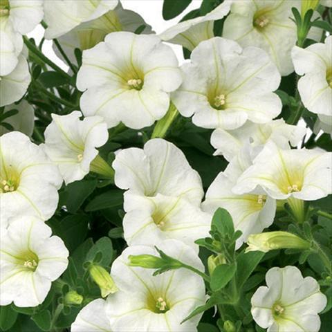 Foto de variedad de flores para ser usadas como: Maceta o Tarrina de colgar Petunia hybrida Sanguna® Mini White