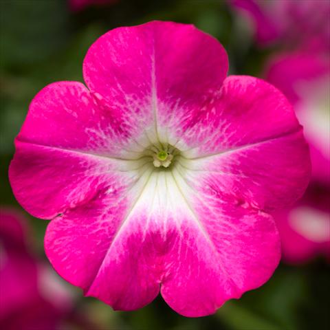 Foto de variedad de flores para ser usadas como: Maceta o Tarrina de colgar Petunia hybrida Sanguna® Patio Pink Morn