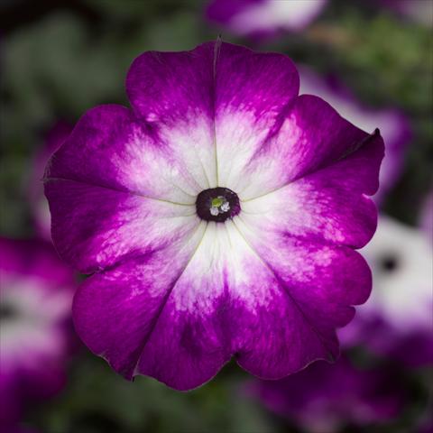 Foto de variedad de flores para ser usadas como: Maceta o Tarrina de colgar Petunia hybrida Sanguna® Patio Twirl Purple