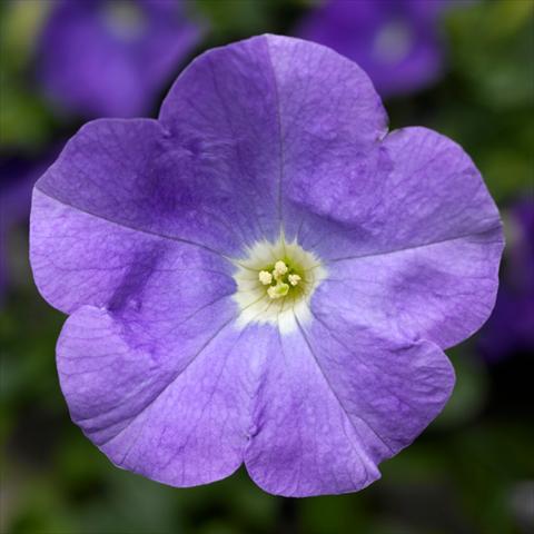Foto de variedad de flores para ser usadas como: Maceta o Tarrina de colgar Petunia hybrida Sanguna® SkyBlue