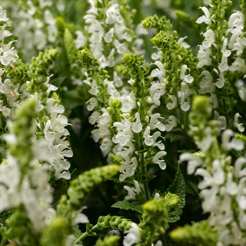 Foto de variedad de flores para ser usadas como: Maceta o Tarrina de colgar Salvia x superba Bordeau™ White