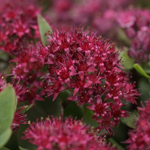 Foto de variedad de flores para ser usadas como: Maceta o Tarrina de colgar Sedum telephium Surrender Red