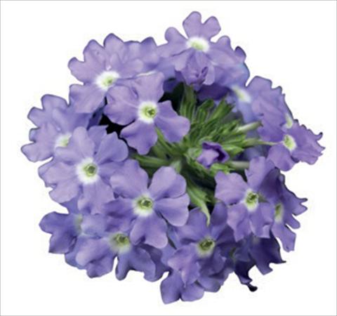 Foto de variedad de flores para ser usadas como: Maceta o Tarrina de colgar Verbena hybrida Lanai® Blue Eyes