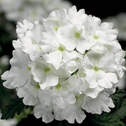 Foto de variedad de flores para ser usadas como: Maceta o Tarrina de colgar Verbena hybrida Lanai® White Improved