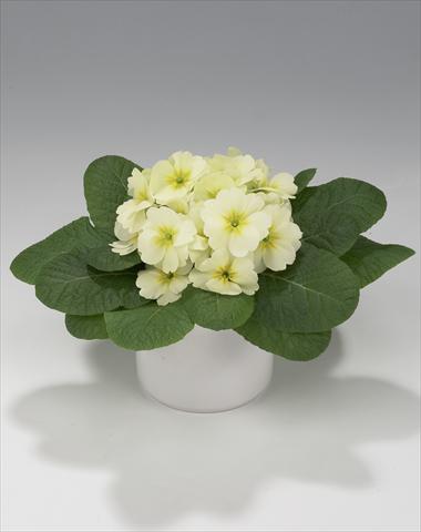 Foto de variedad de flores para ser usadas como: Tarrina de colgar / Maceta Primula acaulis, veris, vulgaris Mega Lime