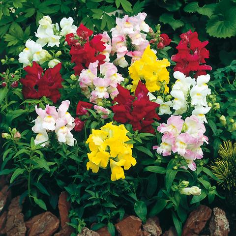 Foto de variedad de flores para ser usadas como: Maceta o Tarrina de colgar Antirrhinum majus F1 Montego Formula Mix