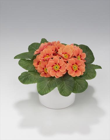 Foto de variedad de flores para ser usadas como: Tarrina de colgar / Maceta Primula acaulis, veris, vulgaris Mega Orange Picotée