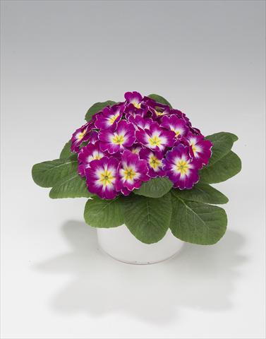 Foto de variedad de flores para ser usadas como: Tarrina de colgar / Maceta Primula acaulis, veris, vulgaris Mega Purple Picotée
