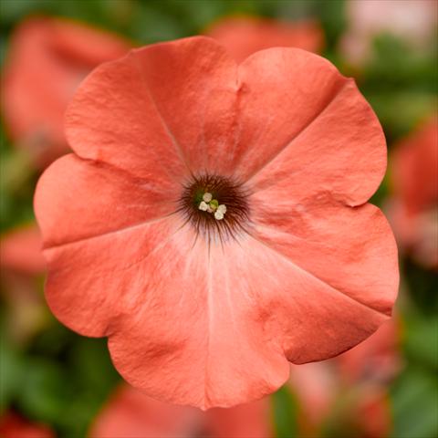 Foto de variedad de flores para ser usadas como: Maceta o Tarrina de colgar Petunia hybrida Sanguna® Salmon