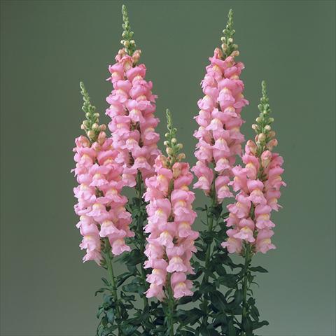 Foto de variedad de flores para ser usadas como: Maceta y planta de temporada Antirrhinum majus F1 Legend Pink