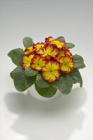 Foto de variedad de flores para ser usadas como: Tarrina de colgar / Maceta Primula acaulis, veris, vulgaris Mega Red Picotée