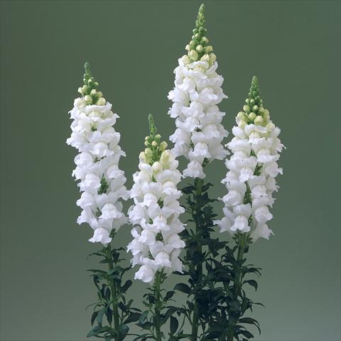 Foto de variedad de flores para ser usadas como: Maceta y planta de temporada Antirrhinum majus F1 Legend White