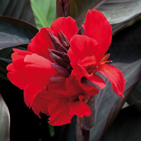 Foto de variedad de flores para ser usadas como: Patio, Maceta Canna hybrida Cannova® Scarlet Bronze