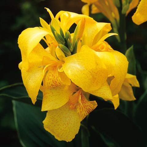 Foto de variedad de flores para ser usadas como: Patio, Maceta Canna hybrida Cannova® Yellow