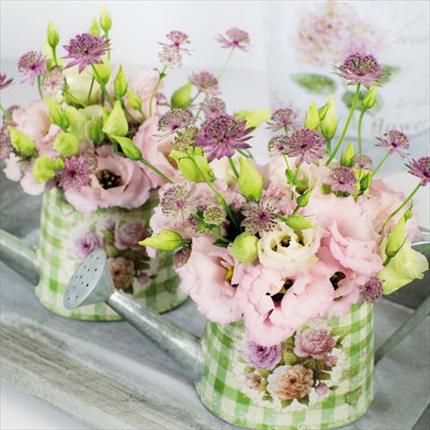 Foto de variedad de flores para ser usadas como: Flor cortada Lisianthus (Eustoma grandiflorum) Corelli Light Pink