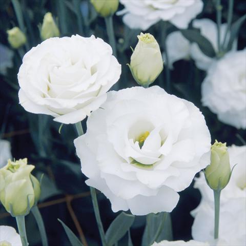 Foto de variedad de flores para ser usadas como: Flor cortada Lisianthus (Eustoma grandiflorum) Croma Silky White