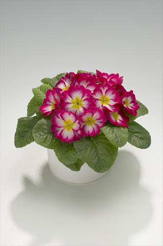 Foto de variedad de flores para ser usadas como: Tarrina de colgar / Maceta Primula acaulis, veris, vulgaris Mega Rose Picotée