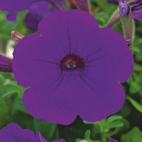 Foto de variedad de flores para ser usadas como: Maceta o Tarrina de colgar Petunia hybrida F1 Trilogy Blue