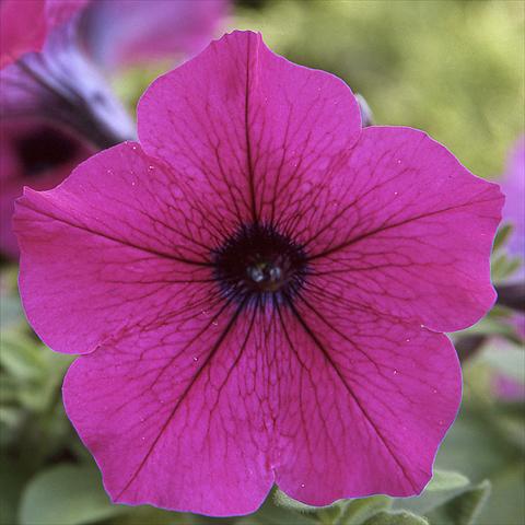 Foto de variedad de flores para ser usadas como: Maceta o Tarrina de colgar Petunia hybrida F1 Trilogy Purple