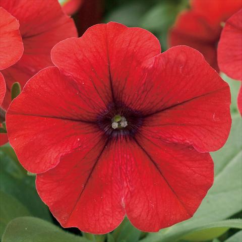 Foto de variedad de flores para ser usadas como: Maceta o Tarrina de colgar Petunia hybrida F1 Trilogy Red