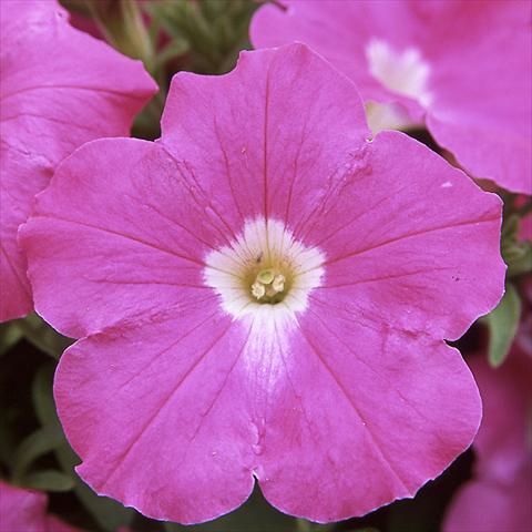 Foto de variedad de flores para ser usadas como: Maceta o Tarrina de colgar Petunia hybrida F1 Trilogy Rose