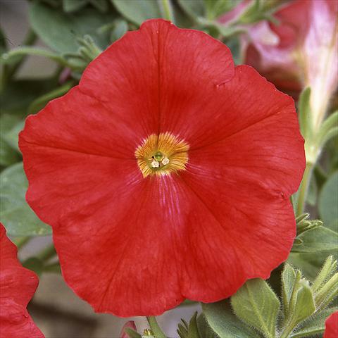 Foto de variedad de flores para ser usadas como: Maceta o Tarrina de colgar Petunia hybrida F1 Trilogy Scarlet