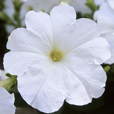 Foto de variedad de flores para ser usadas como: Maceta o Tarrina de colgar Petunia hybrida F1 Trilogy White