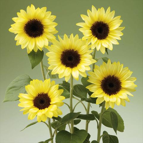 Foto de variedad de flores para ser usadas como: Maceta y planta de temporada Helianthus annuus Sunrich® Limoncello Summer F1