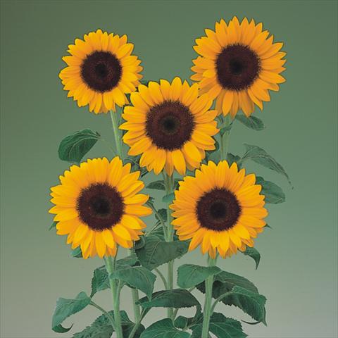 photo of flower to be used as: Pot and bedding Helianthus annuus Sunrich Orange