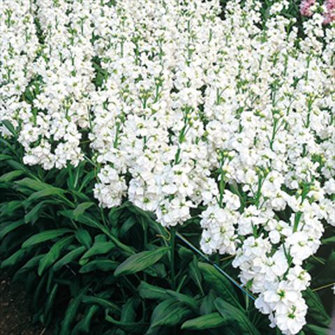 Foto de variedad de flores para ser usadas como: Maceta y planta de temporada Matthiola incana Regal White